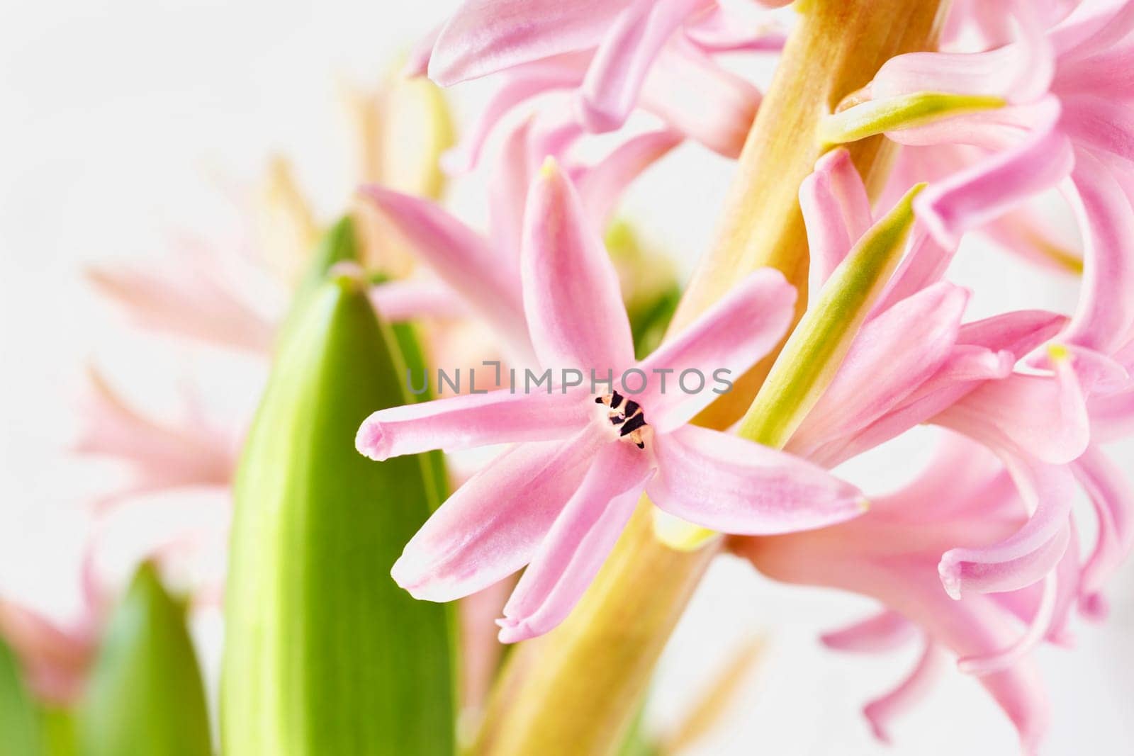 Flowering plant of pink common hyacinth , blossomed  bulbous flower ,