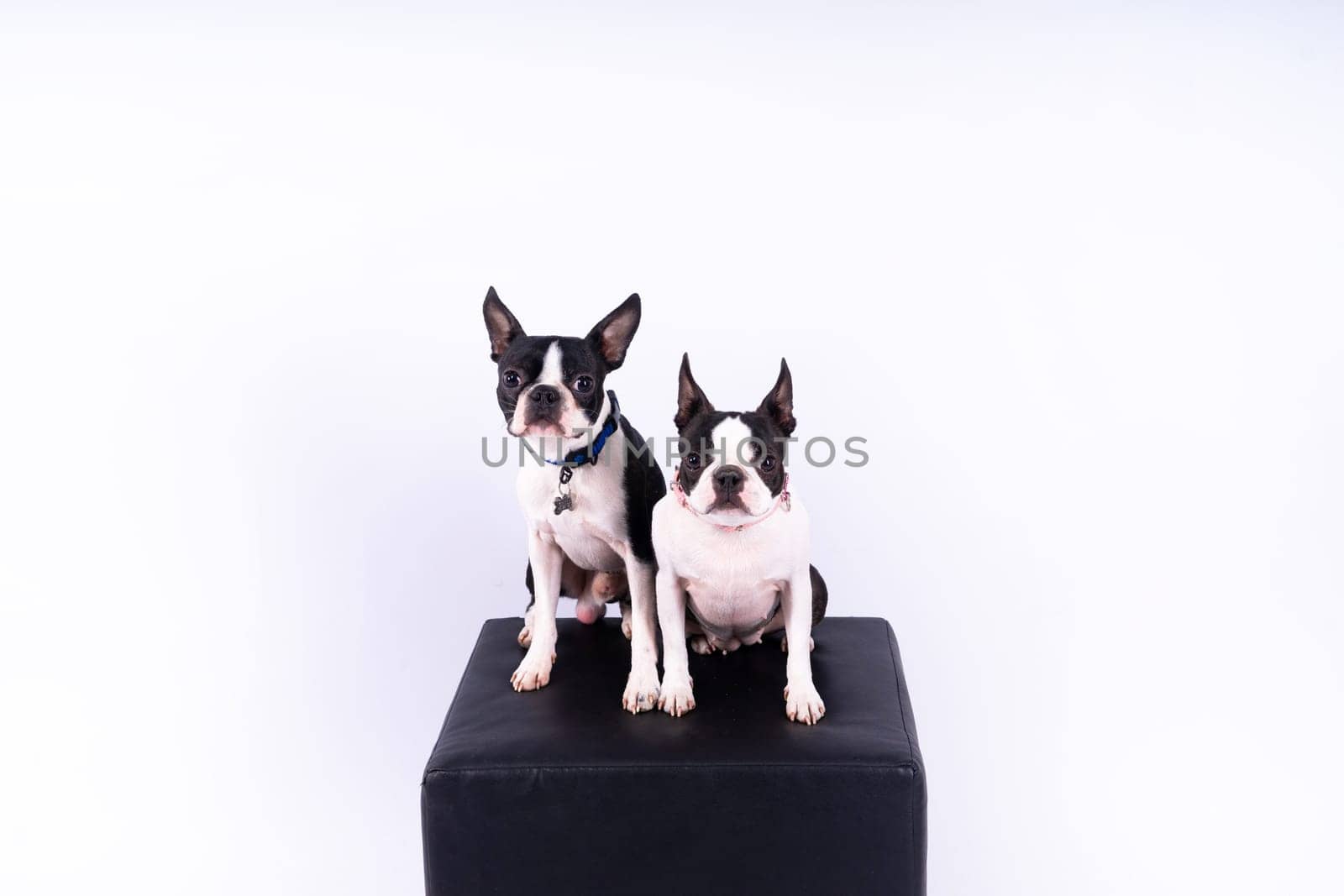 Two boston terrier dog posing in studio, white and dark background by Zelenin