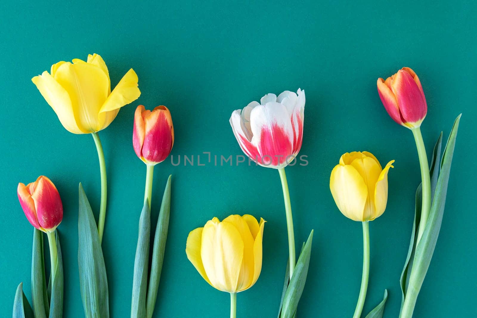 top view of floral and summer background. red and yellow tulips on a green table with space for text. flat layout. copy space