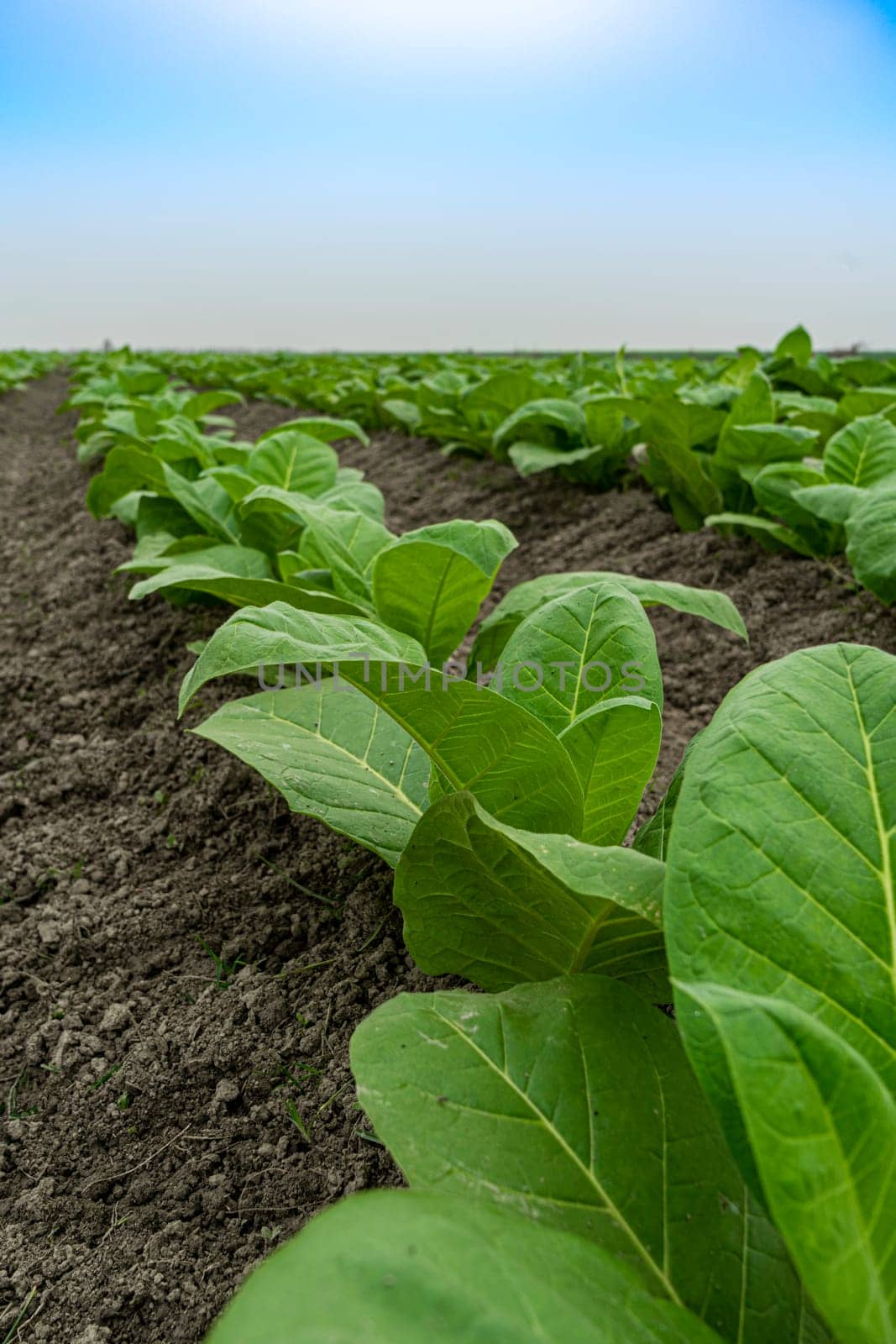 Field of tobacco. tobacco plantation, tobacco cultivation in Bangladesh