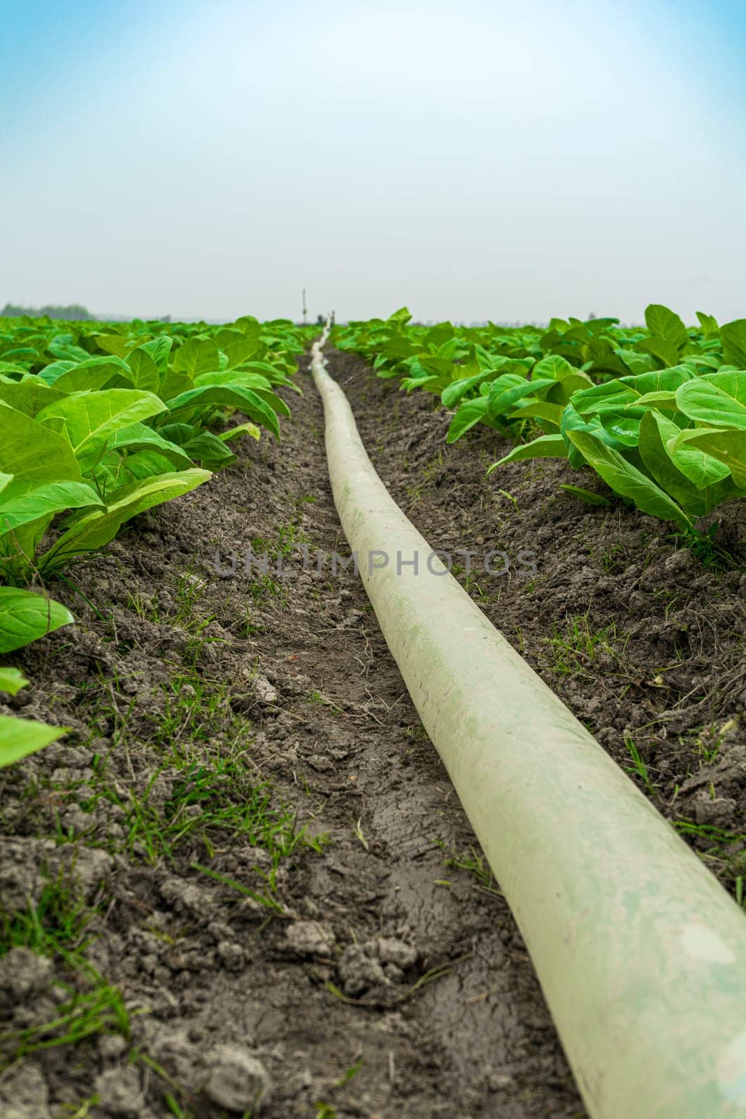 watering tobacco fields with a PVC hose pipe