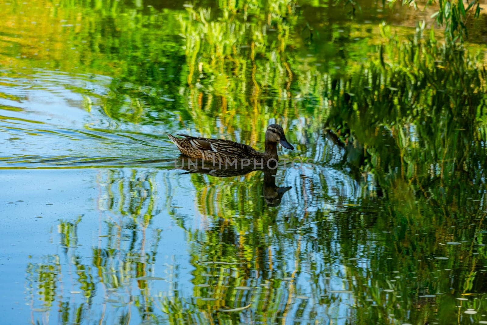 A wild duck swims across the lake by Serhii_Voroshchuk