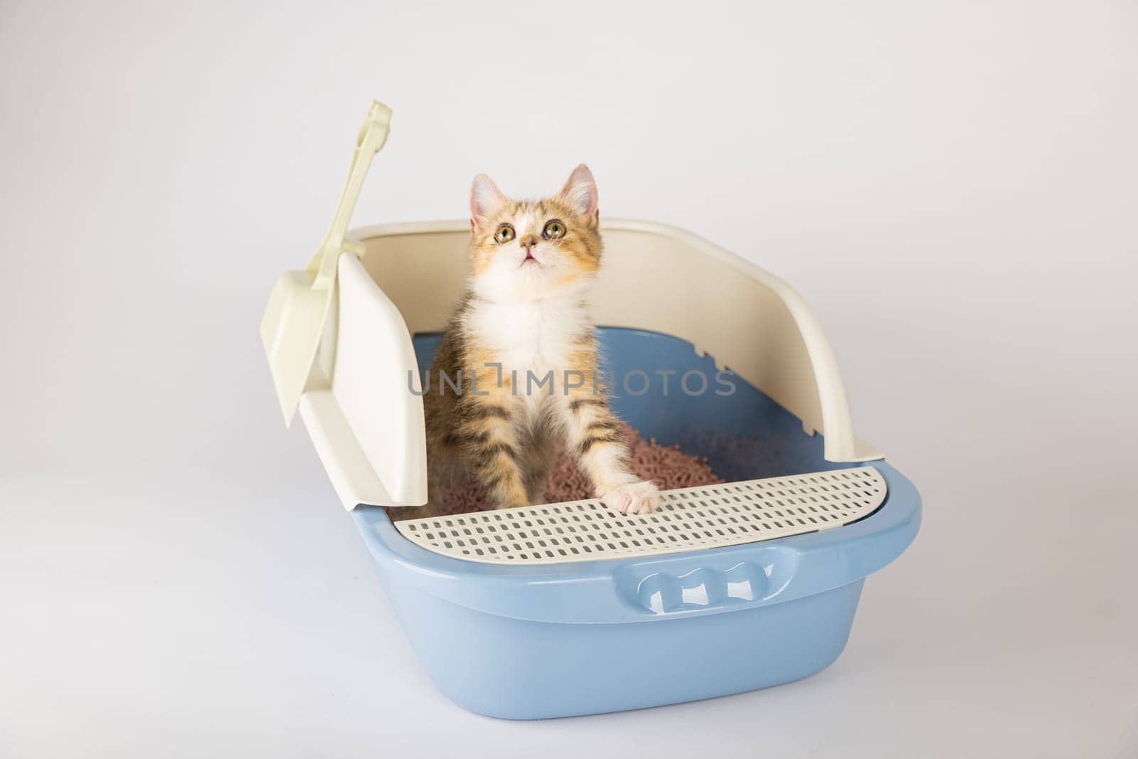 An isolated cat in a litter box symbolizes the need for animal care and hygiene. The cat tray against a pristine white backdrop is where the cat sits to attend to its toilet needs. by Sorapop
