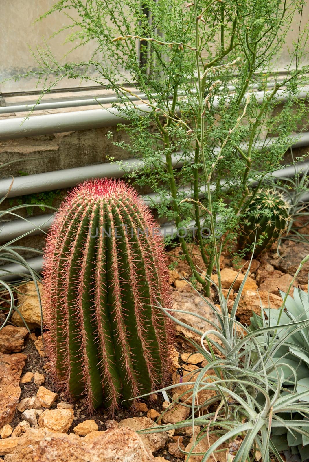 Greenhouse Cacti Enchanting Oasis: Cacti Harmony in the Botanical Haven. Embarking on a Green Journey: Cacti Elegance in the Eco-friendly Botanical Oasis. Exploring the Verdant Tapestry: A Symphony of Plants in the Sustainable Conservatory Wonderland. Botanical Bliss: A Tapestry of Plants in the Eco-friendly Conservatory by Andrii_Ko