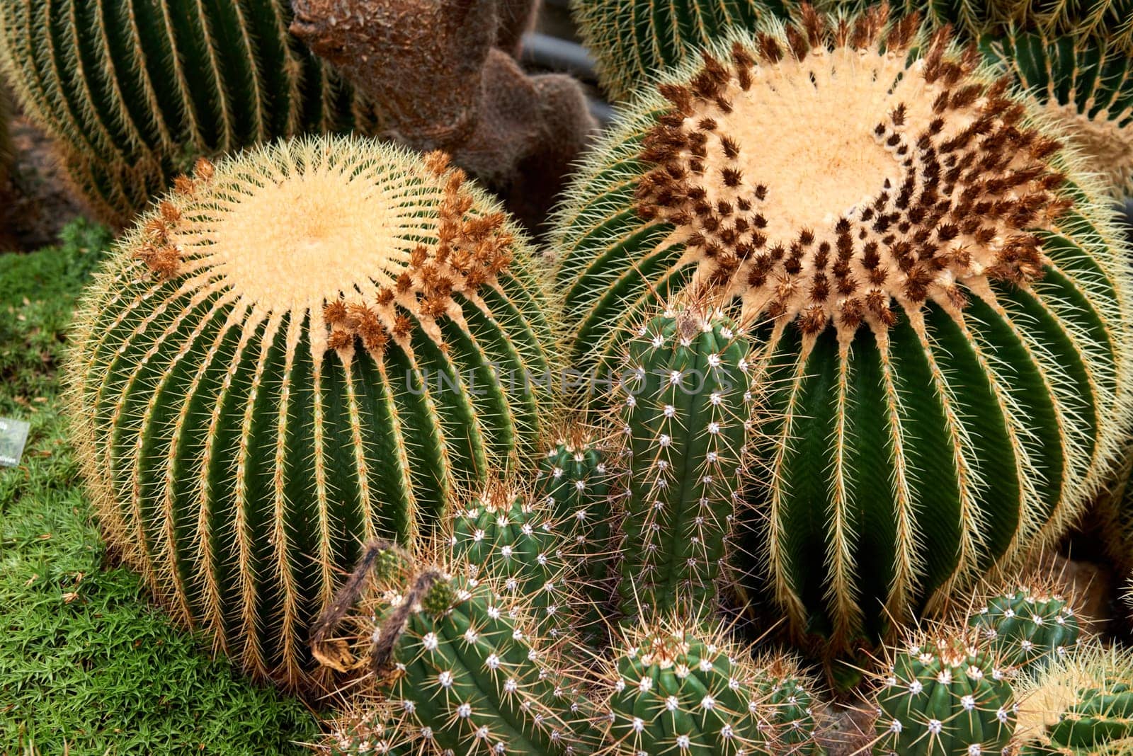 Greenhouse Cacti Enchanting Oasis: Cacti Harmony in the Botanical Haven. Embarking on a Green Journey: Cacti Elegance in the Eco-friendly Botanical Oasis. Exploring the Verdant Tapestry: A Symphony of Plants in the Sustainable Conservatory Wonderland. Botanical Bliss: A Tapestry of Plants in the Eco-friendly Conservatory by Andrii_Ko