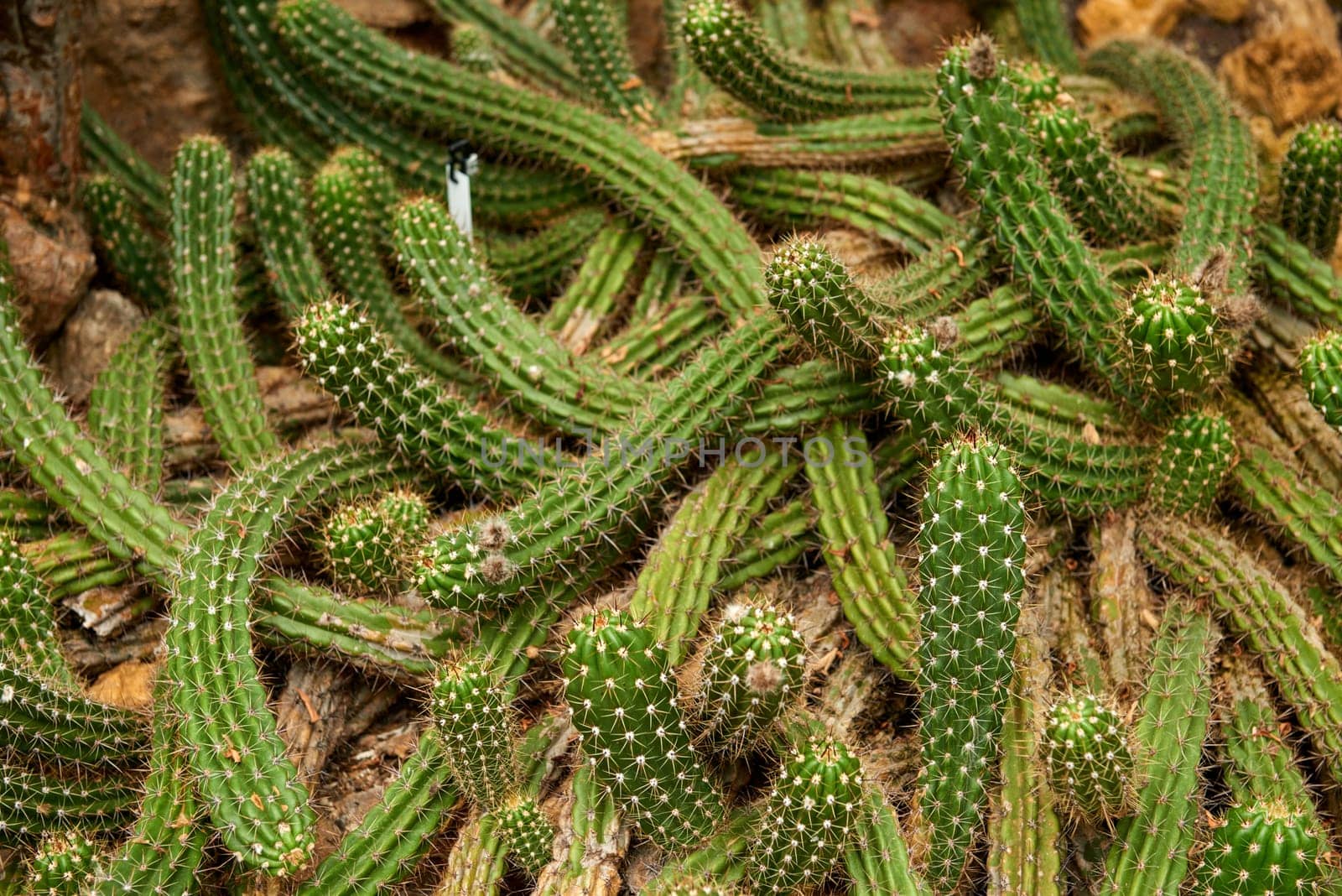 Greenhouse Cacti Enchanting Oasis: Cacti Harmony in the Botanical Haven. Embarking on a Green Journey: Cacti Elegance in the Eco-friendly Botanical Oasis. Exploring the Verdant Tapestry: A Symphony of Plants in the Sustainable Conservatory Wonderland. Botanical Bliss: A Tapestry of Plants in the Eco-friendly Conservatory by Andrii_Ko