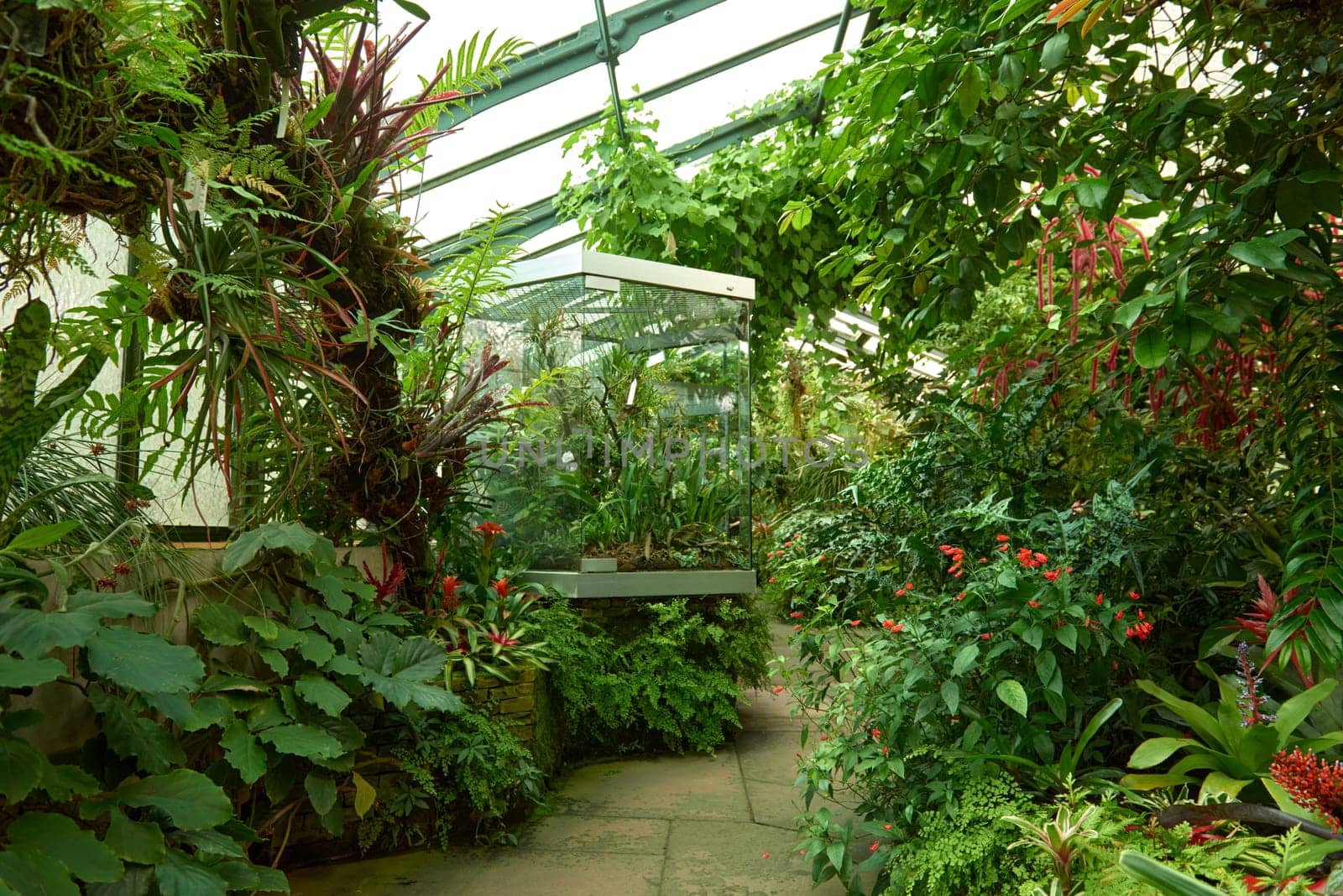 Amazonian Ecosystem Enchantment: Nature's Wonders in the Botanical Greenhouse. Botanic Rainforest Marvel: Exploring the Amazonian Flora in the Conservatory. Amazonian Ecosystem Enchantment Unveiled: Nature's Wonders in the Eco-friendly Botanical Greenhouse. Journey into Botanic Rainforest Marvel: Exploring the Amazonian Flora in the Greenhouse Haven. Rainforest Oasis Defined: A Lush Tapestry of Amazonian Plants in the Ecological Sanctuary. Sustainable Amazon Captured: Thriving Rainforest Diversity in the Eco-friendly Conservatory Wonderland. Nature's Embrace Revealed: Amazonian Beauty Flourishing Amidst the Lush Greenery.