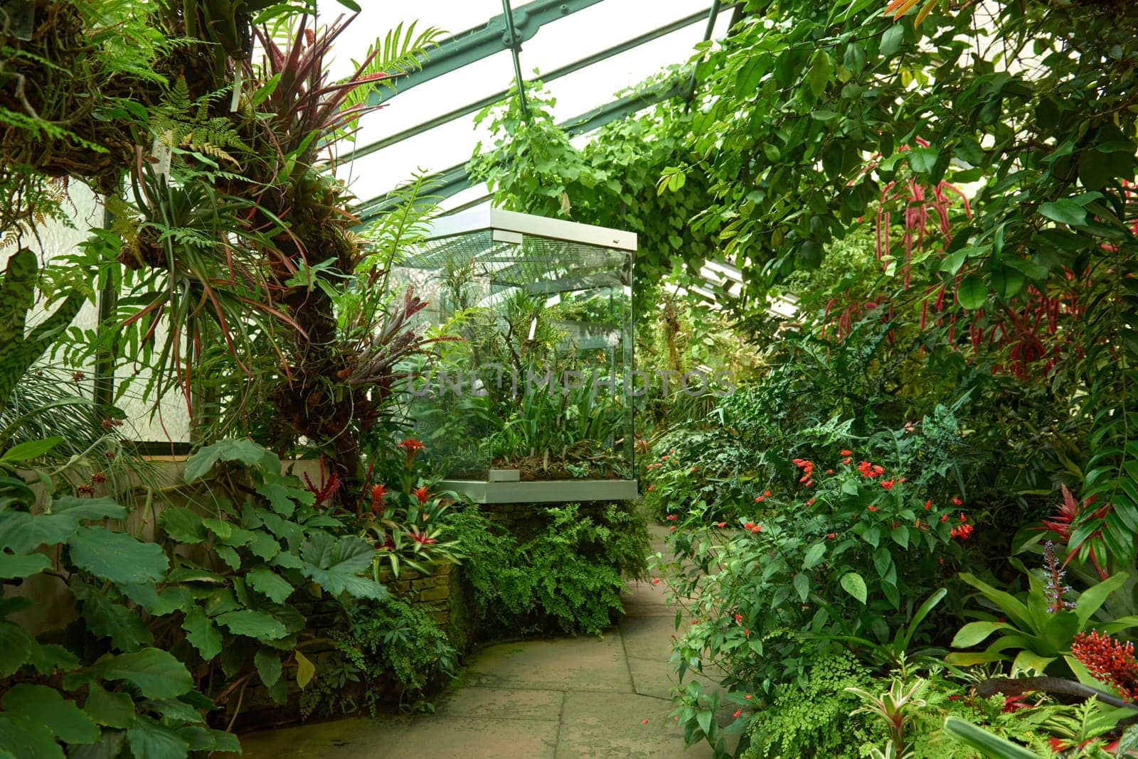 Amazonian Ecosystem Enchantment: Nature's Wonders in the Botanical Greenhouse. Botanic Rainforest Marvel: Exploring the Amazonian Flora in the Conservatory. Amazonian Ecosystem Enchantment Unveiled: Nature's Wonders in the Eco-friendly Botanical Greenhouse. Journey into Botanic Rainforest Marvel: Exploring the Amazonian Flora in the Greenhouse Haven. Rainforest Oasis Defined: A Lush Tapestry of Amazonian Plants in the Ecological Sanctuary. Sustainable Amazon Captured: Thriving Rainforest Diversity in the Eco-friendly Conservatory Wonderland. Nature's Embrace Revealed: Amazonian Beauty Flourishing Amidst the Lush Greenery.