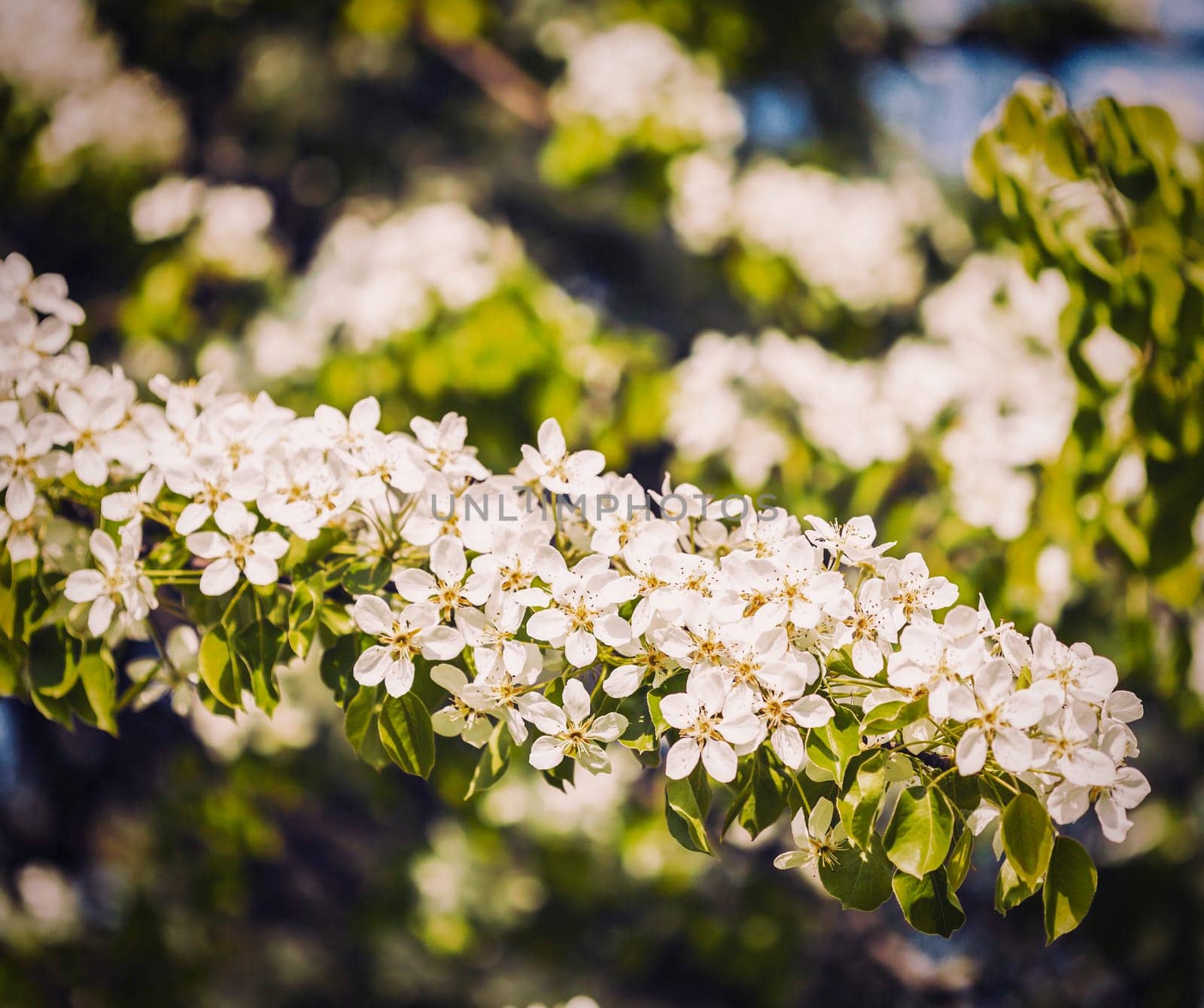 Apple tree blossoming branch by dimol