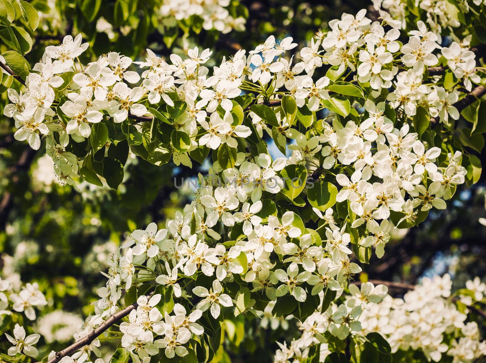 Vintage retro effect filtered hipster style image of apple tree blossoming branch in spring