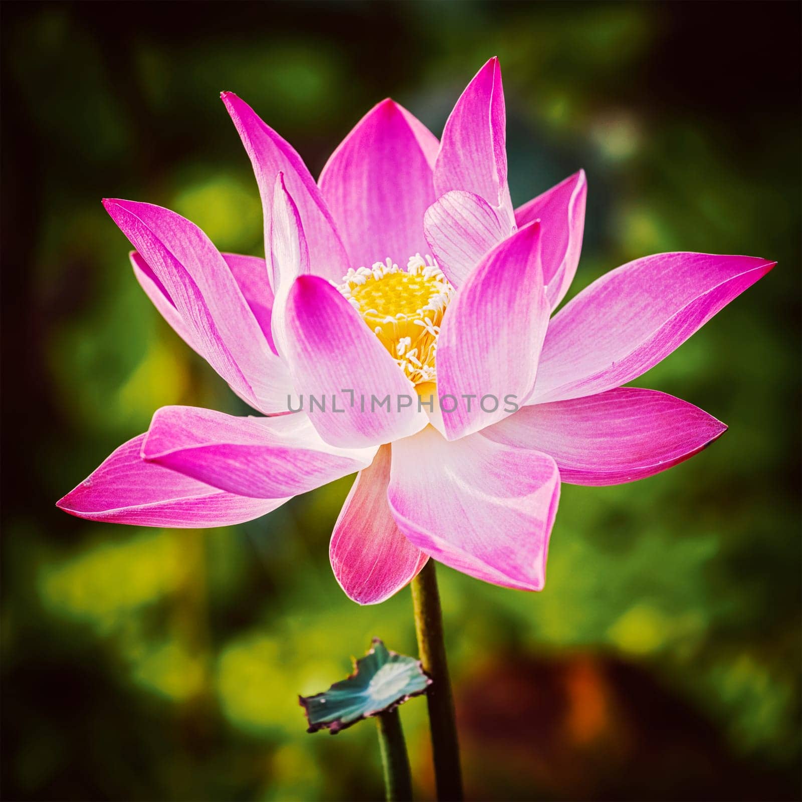 Lotus close up by dimol
