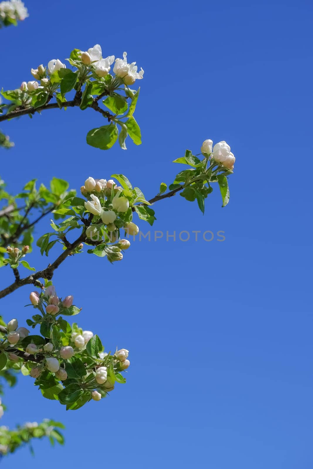 Frame from branches of apple trees with white flowers on blue sky background.white apple blossoms against a blue sky on a sunny day in spring. shallow depth of field.Copy space by YuliaYaspe1979