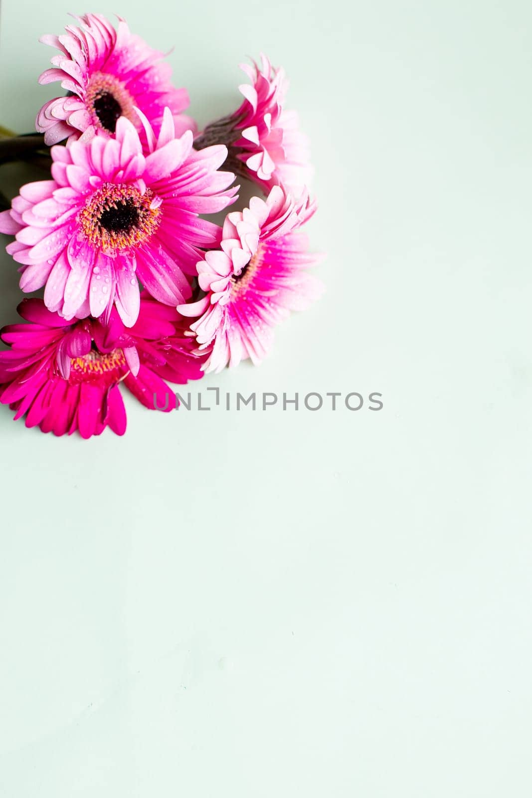 pink gerbera daisy in a basket and a White heart on blue wood, lovely background for Valentines Day, Birthday, Anniversary or floral greeting card.
