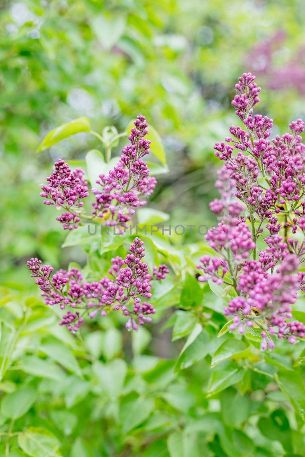 Lilac flowers spring blooming scene. Blossom lilac flowers in spring. Spring lilac flowers blooming.