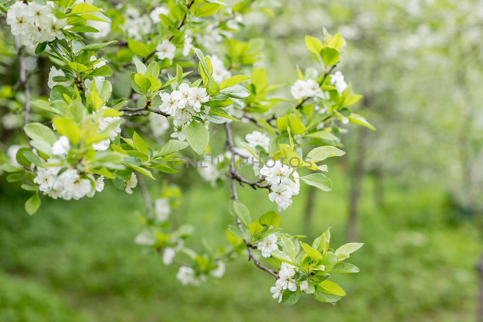 White flowers on the branches of a plum tree on a nice sunny day with a blue sky in the background in early spring