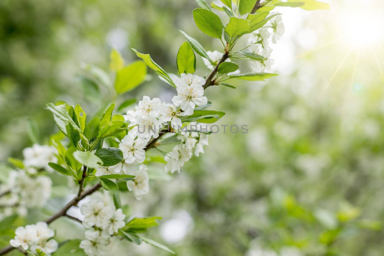 Branch with white flowers of plum tree. branches of a plum tree ,Prunus domestica, on a nice sunny day in the background in early spring by YuliaYaspe1979