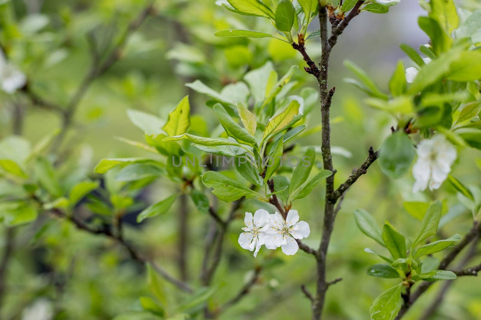 Branch with white flowers of plum tree. branches of a plum tree ,Prunus domestica, on a nice sunny day in the background in early spring by YuliaYaspe1979