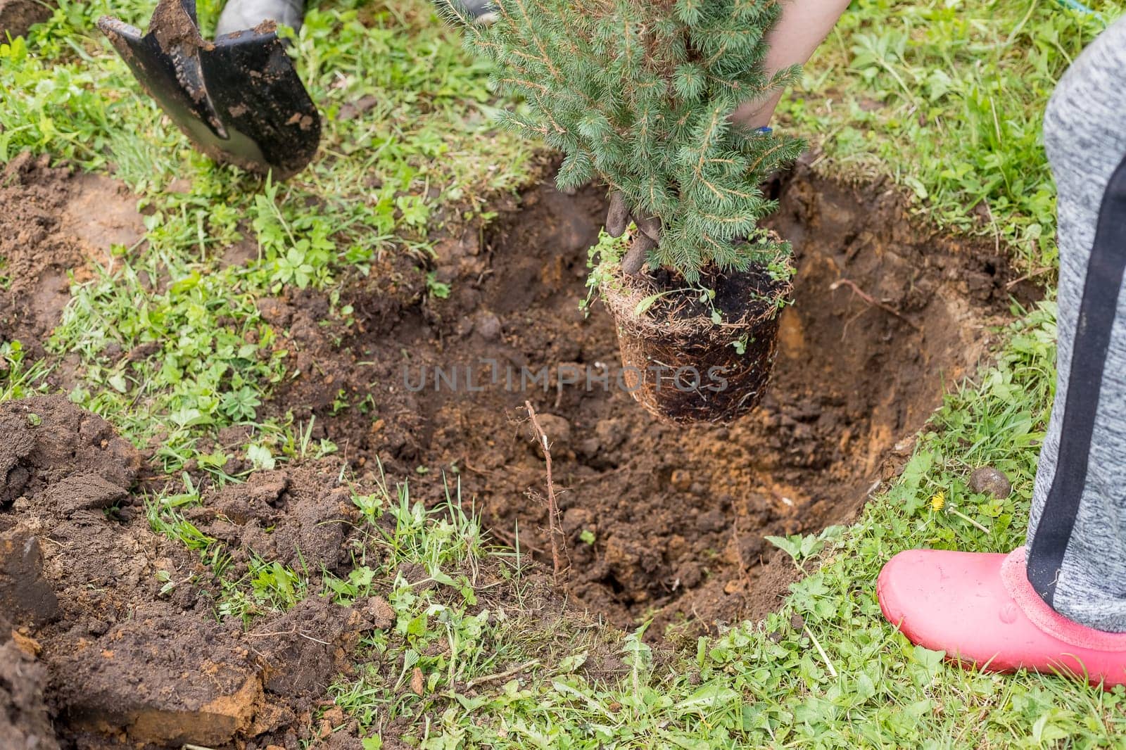 Digging out an old currant shrub with a garden shovel in the summer garden