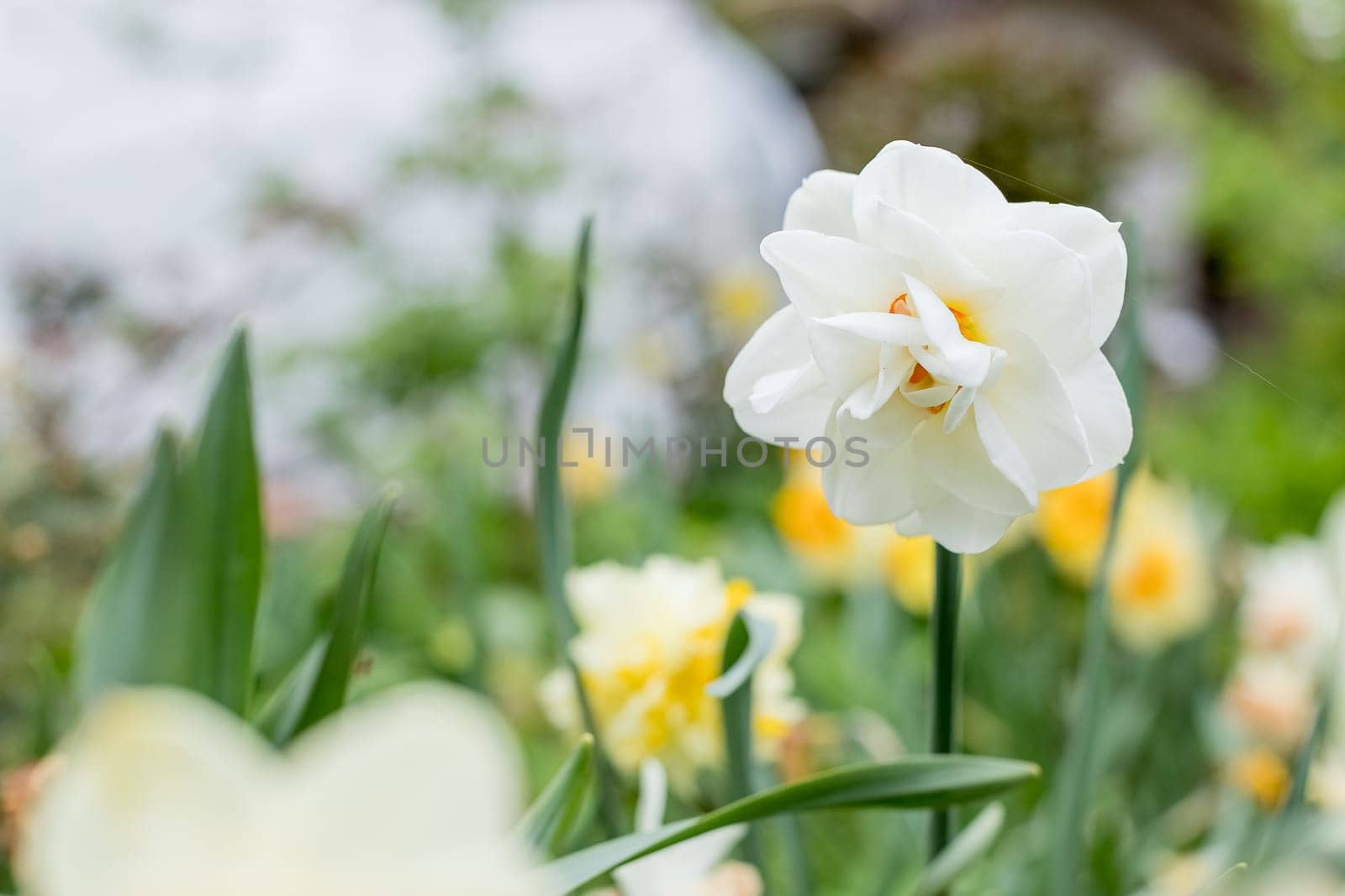 Narcissus of the Ice King species on a flowerbed.