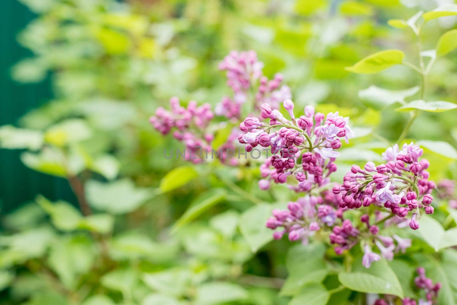 Lilac flowers spring blooming scene. Blossom lilac flowers in spring. Spring lilac flowers blooming.