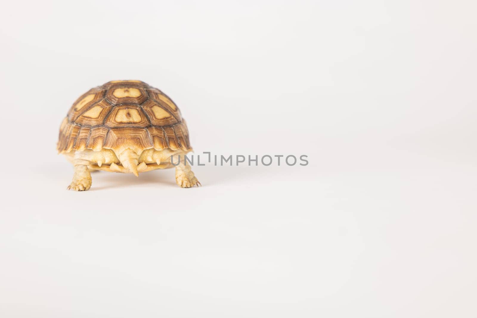 Meet the sulcata tortoise, a patient and cute African reptile, in this isolated portrait against a white background. Its unique pattern and design make it a true beauty in the world of amphibians.