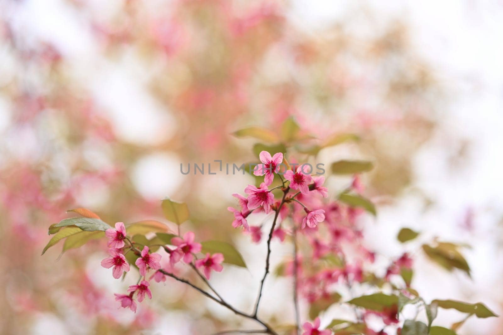 Pink Wild Himalayan cherry blossoms blooming on branches by prathanchorruangsak