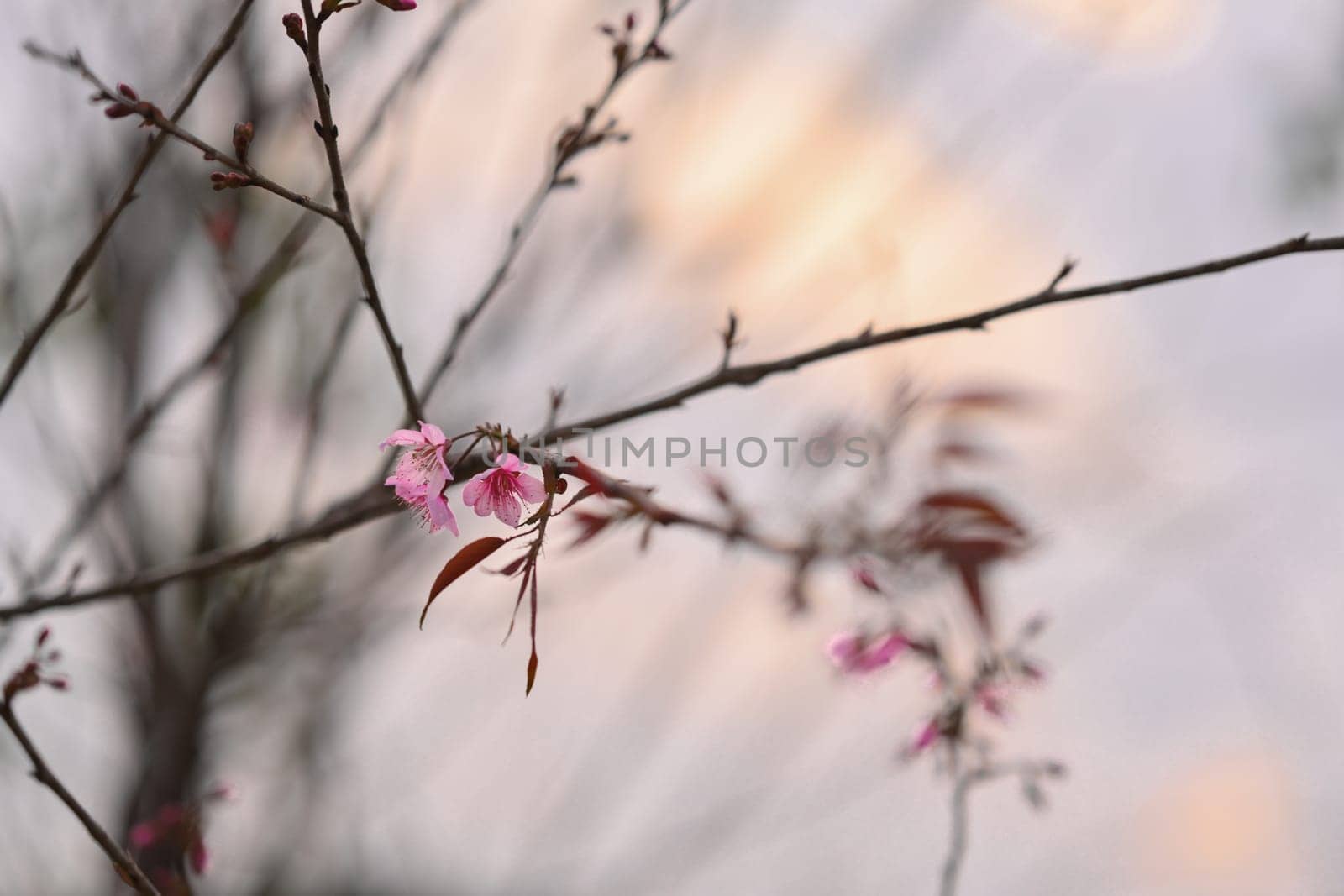 Pink Wild Himalayan Cherry Blossom branches against sky at sunrise in winter by prathanchorruangsak