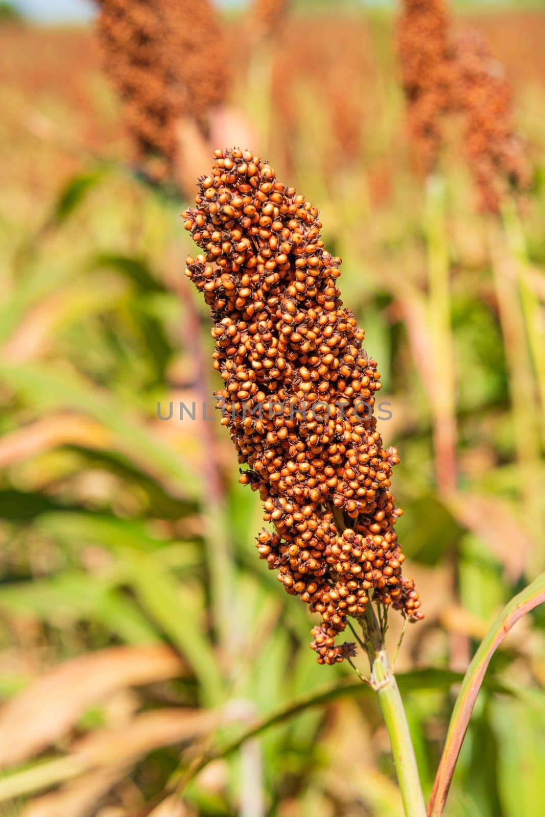 Millet or Sorghum an important cereal crop in field by stoonn