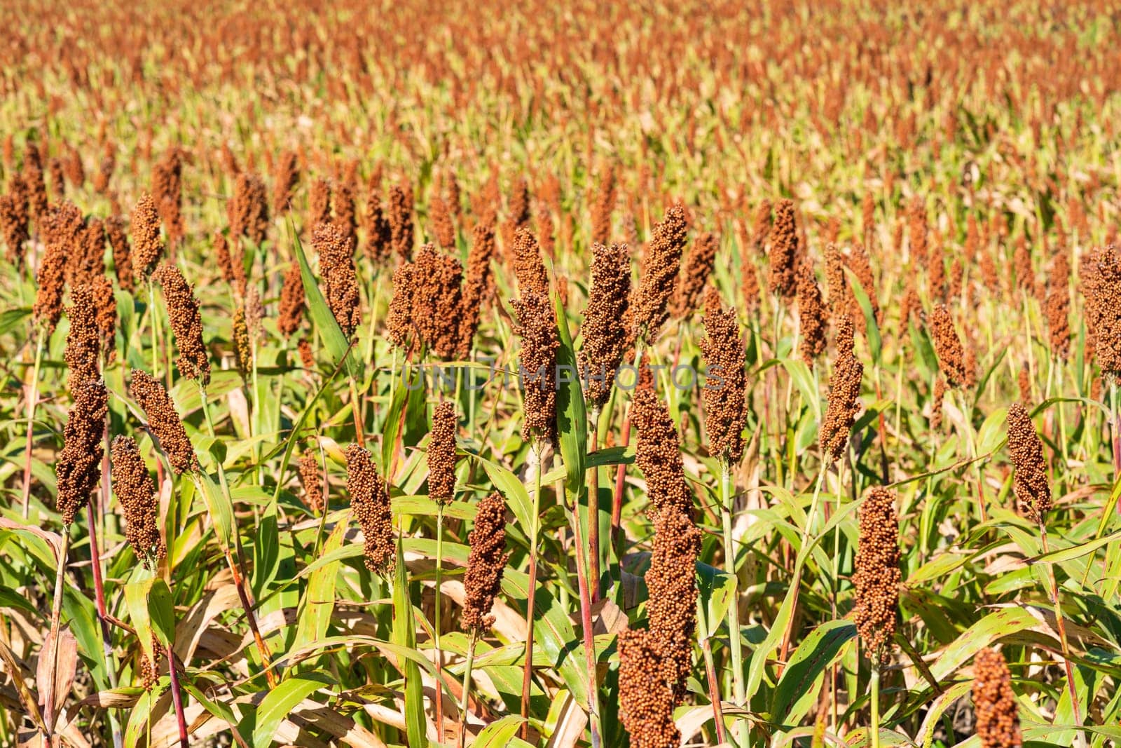 Millet or Sorghum an important cereal crop in field by stoonn