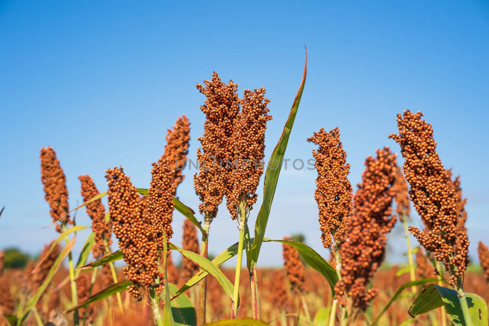 Sorghum or Millet field agent blue sky background by stoonn