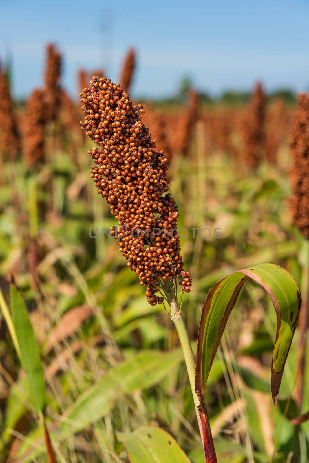 Sorghum or Millet field agent blue sky background