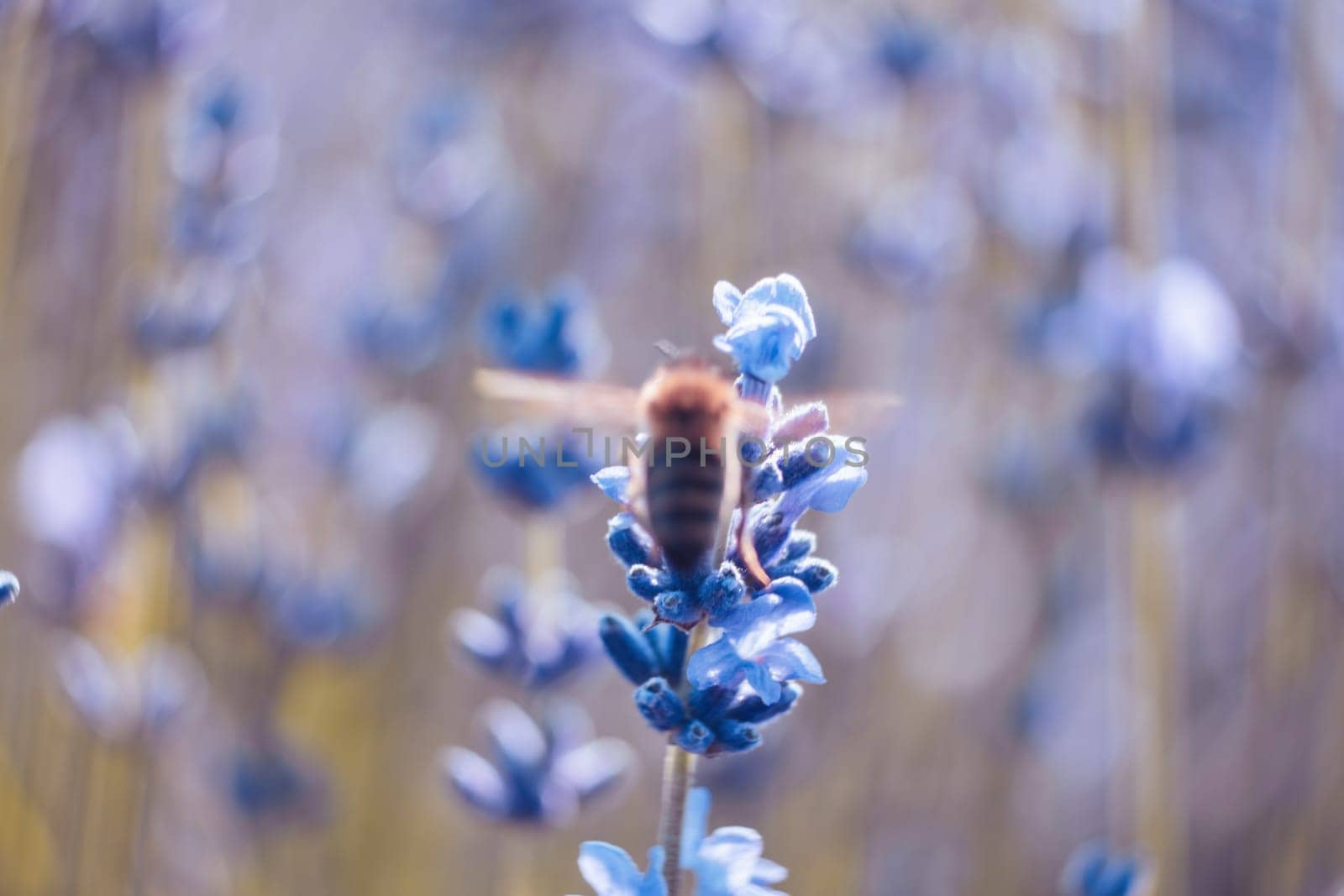 Blooming lavender pollinated by bee in a field at sunset. Provence, France. Close up. Selective focus. Lavender flower spring background by panophotograph