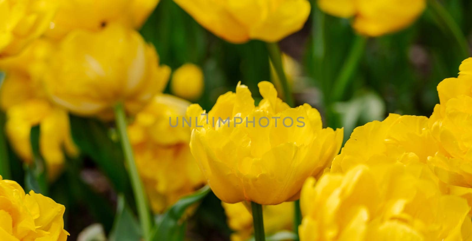 Yellow tulips spring blossoming , bokeh flower background, pastel and soft floral card, selective focus by Matiunina