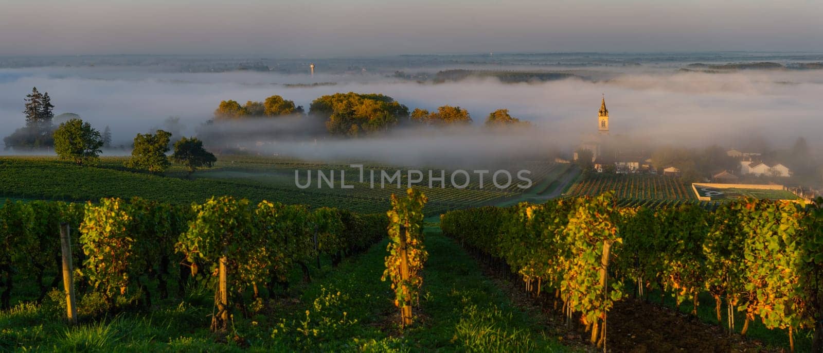 Sunset landscape and smog in bordeaux wineyard, Loupiac, France, Europe, High quality photo