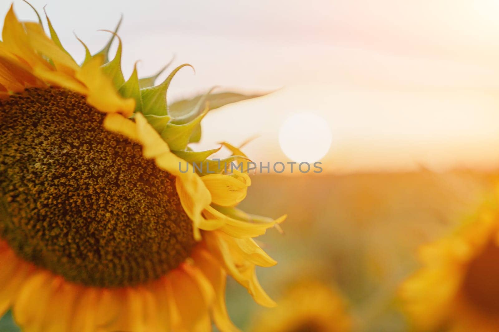 Close-up of a sunflower growing in a field of sunflowers during a nice sunny summer day with some clouds. Helianthus