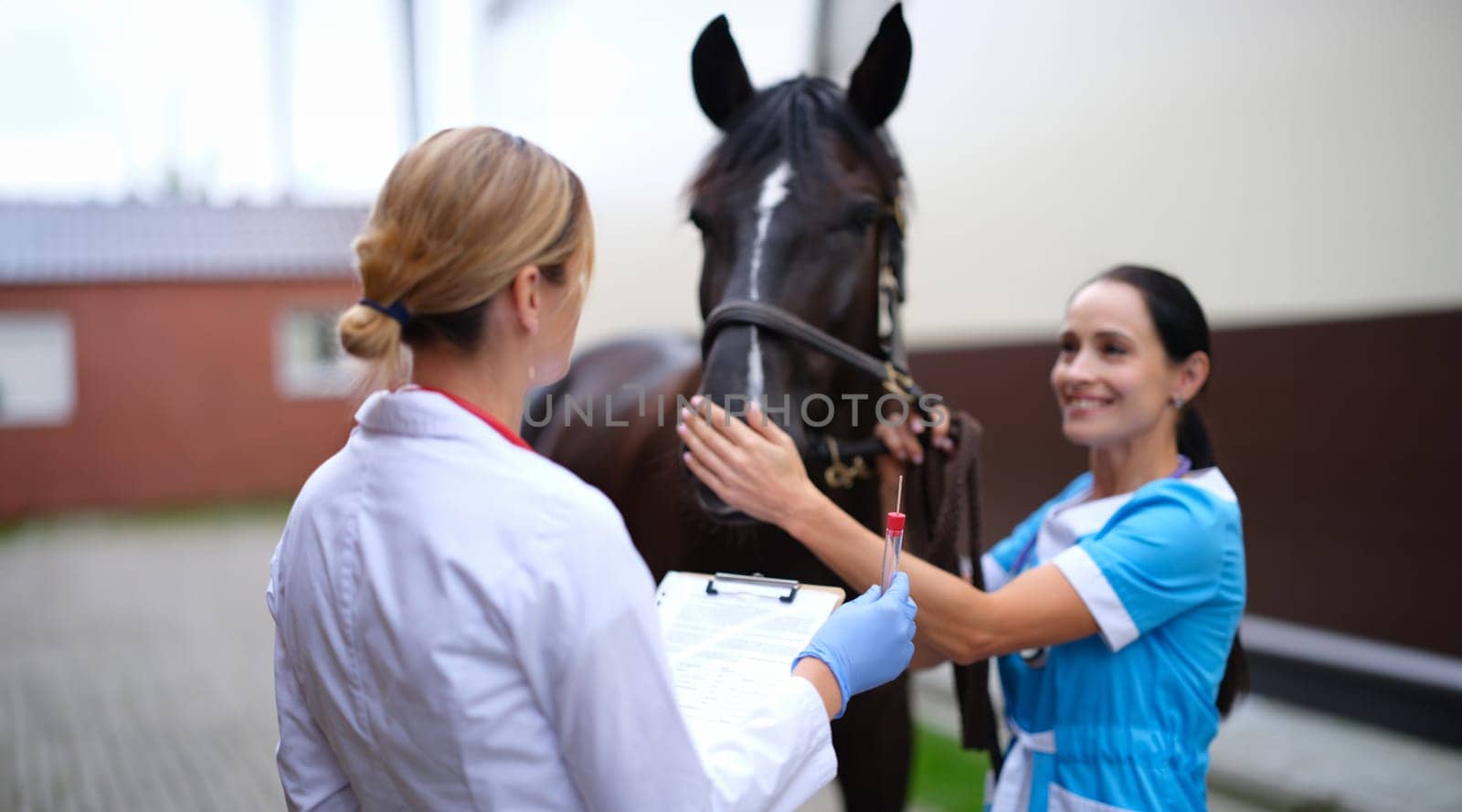 Female veterinarian holding test tube in front of thoroughbred horse by kuprevich