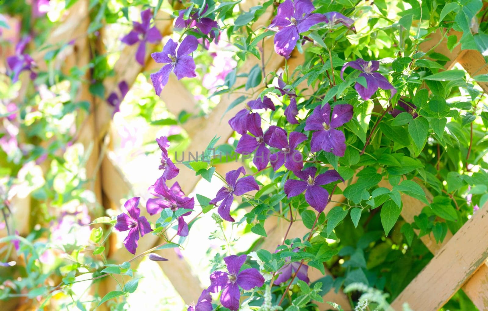 Closeup of purple flowers in wooden fence. Terrace decoration concept
