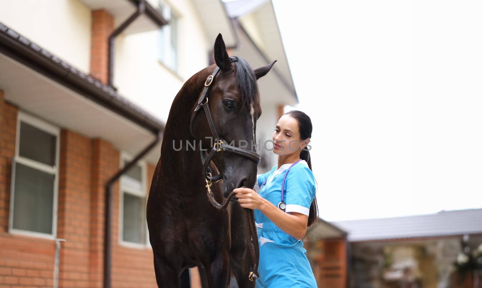 Woman doctor veterinarian stroking thoroughbred horses on farm. Professional veterinary care concept