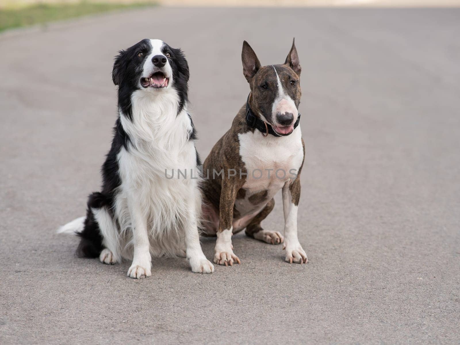 Black and white border collie and brindle bull terrier sit on a walk. by mrwed54