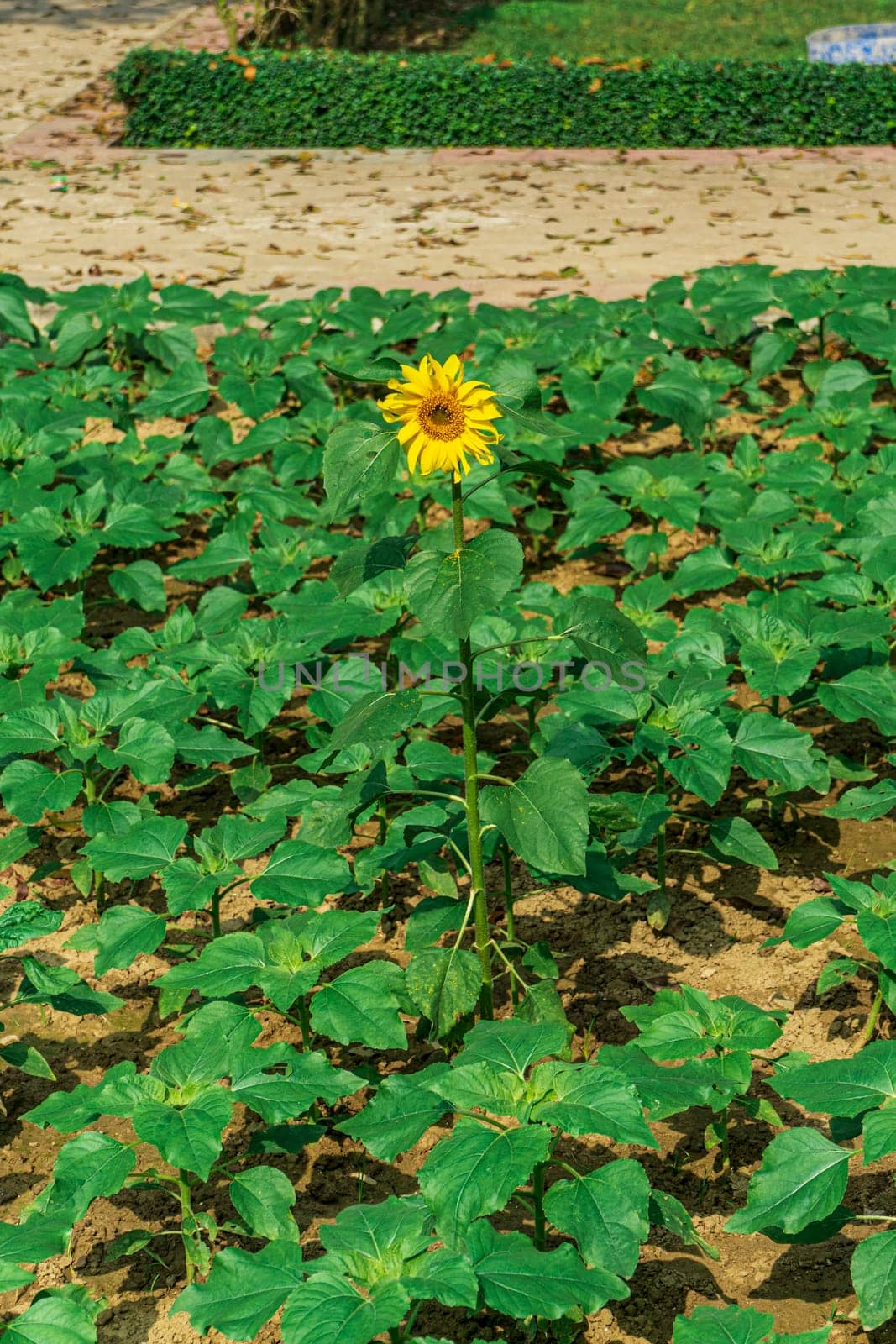 Single young of flower sunflower among many green leaves