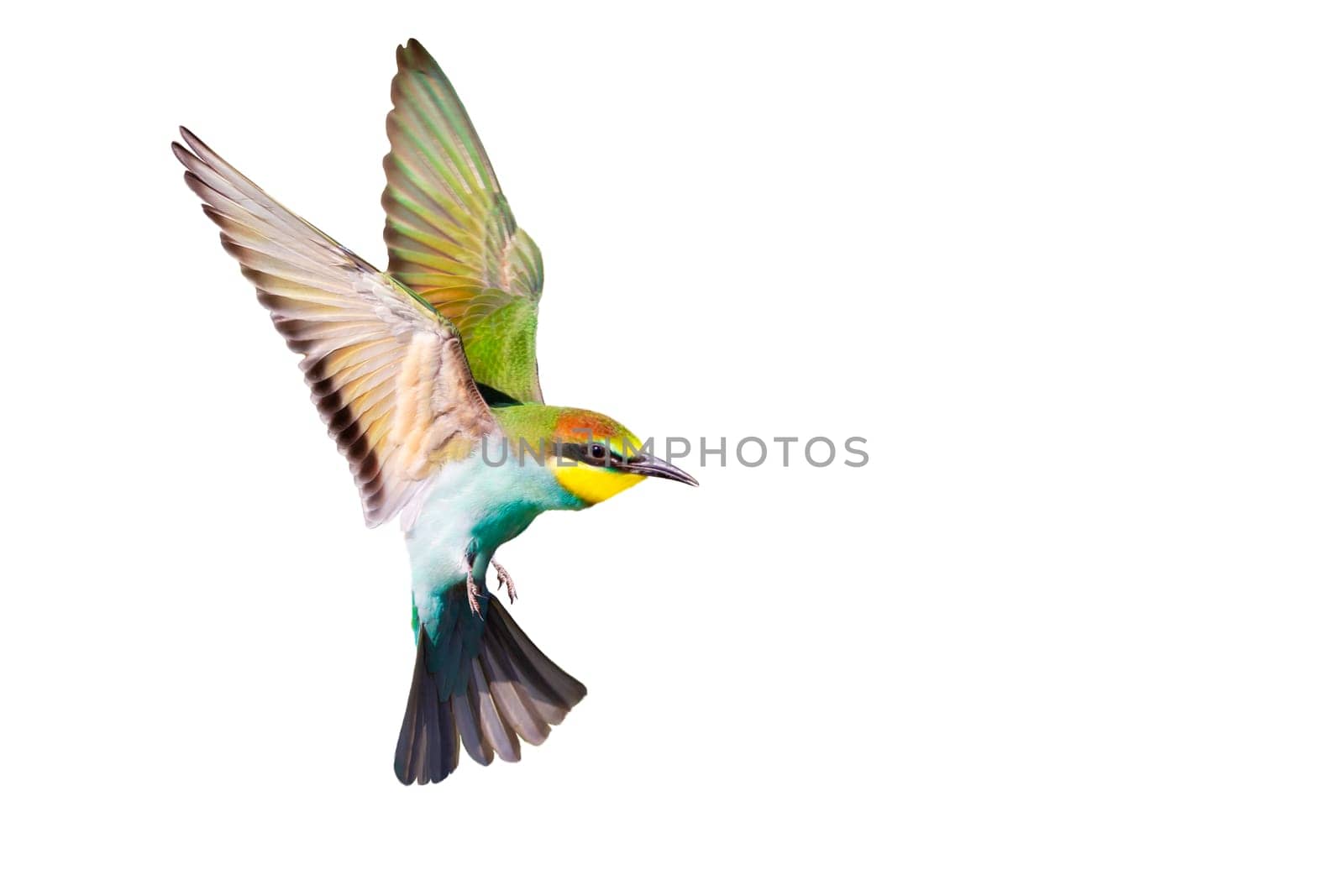 colorful bird in flight on a white background, colorful