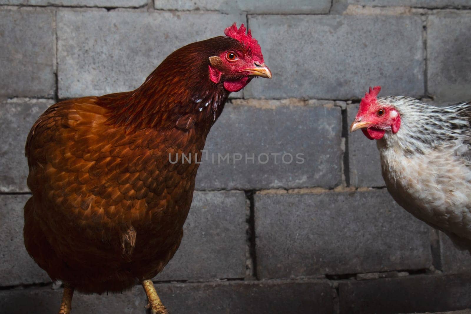 red and white chickens on a brick wall background, birds