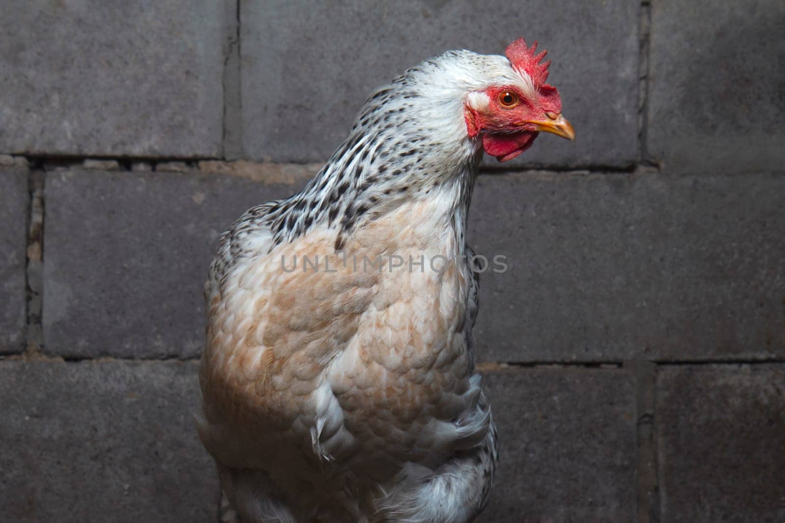 white chicken on the background of a brick wall, birds