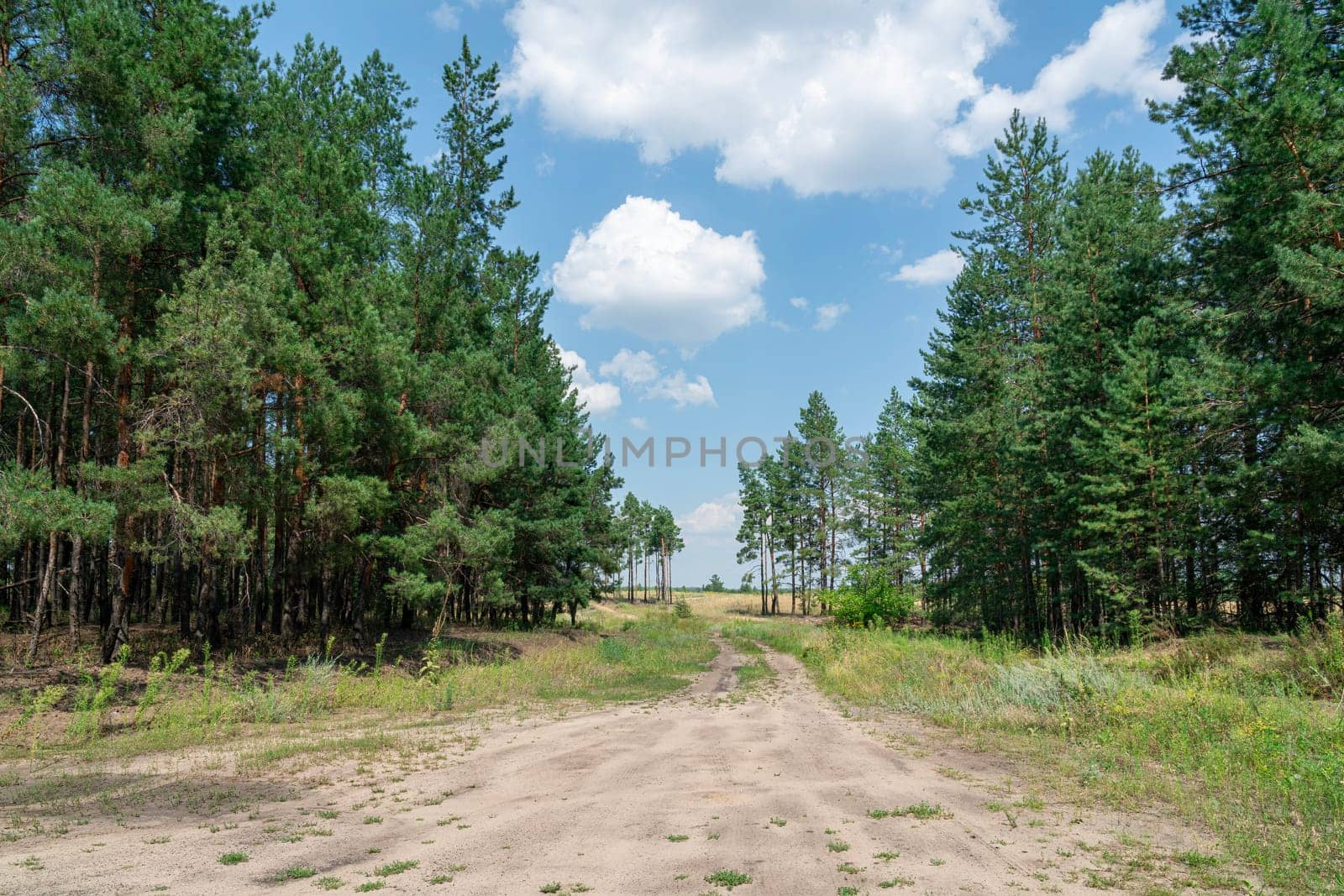 a country road in a pine forest. photo