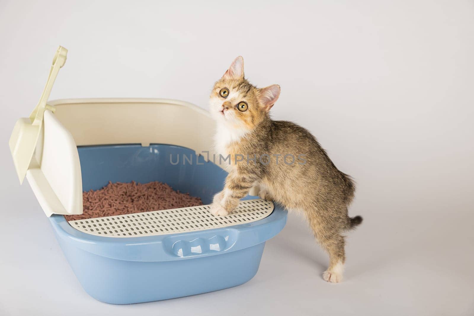 A cat comfortably sits in a litter box on a pristine white background emphasizing the need for animal care and hygiene. The cat tray is where the cat conducts its business. by Sorapop