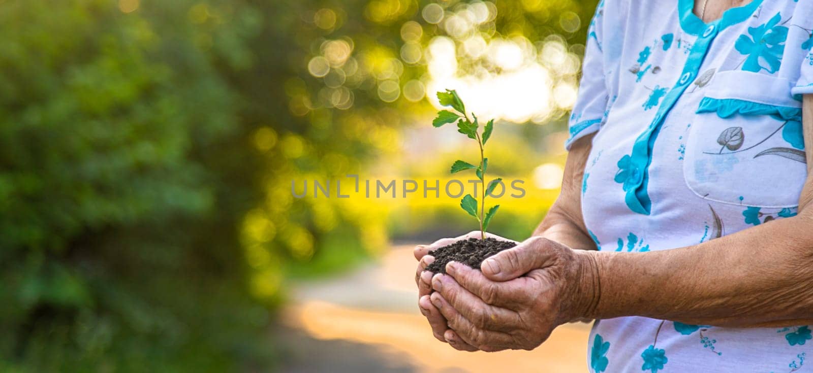 Grandmother holds a tree sprout in her hands. Selective focus. Nature.