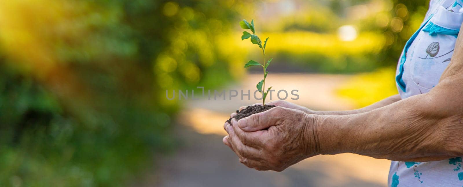 Grandmother holds a tree sprout in her hands. Selective focus. by yanadjana