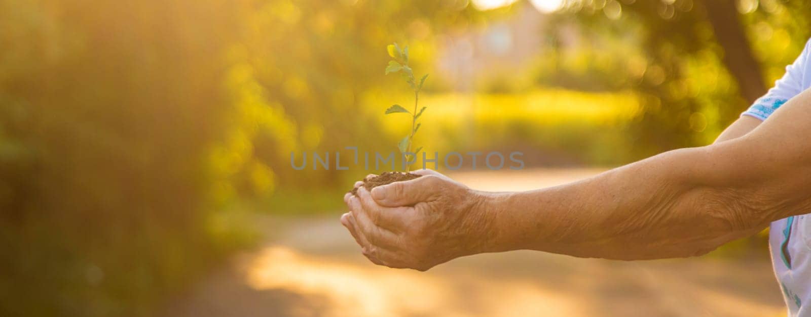 Grandmother holds a tree sprout in her hands. Selective focus. by yanadjana