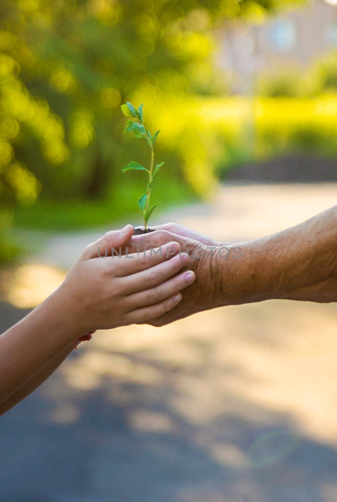 Grandmother and child hold a tree sprout in their hands. Selective focus. Nature.