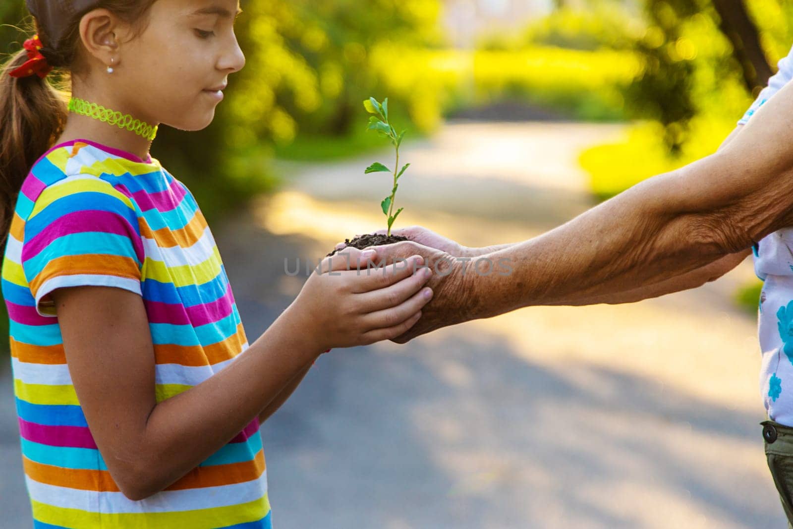 Grandmother and child hold a tree sprout in their hands. Selective focus. Nature.